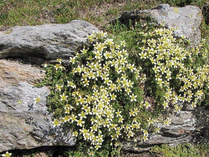 Saxifraga bryoides